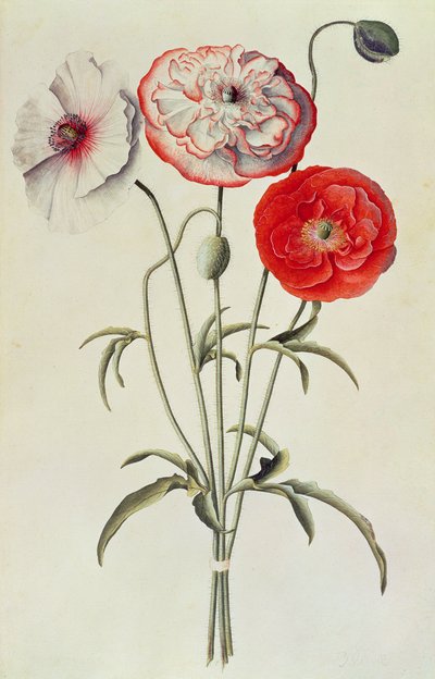Poppies: Corn by Georg Dionysius Ehret